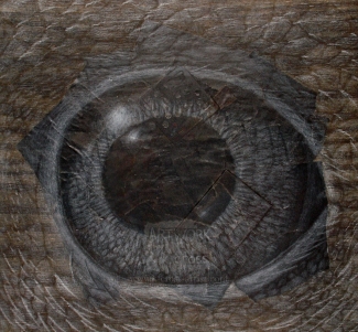 Vulture eye (study)